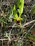 Ophrys araneola (Ophrys petite araignée) © Jean Claude Bouveron