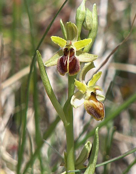 Ophrys araneola  - Laurent Bignon