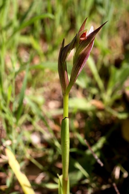 Serapias parviflora  - Jean-Jacques Boissin