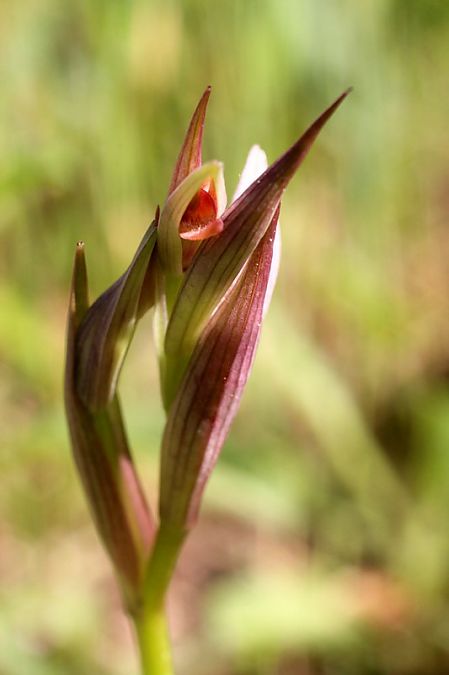Serapias parviflora  - Jean-Jacques Boissin
