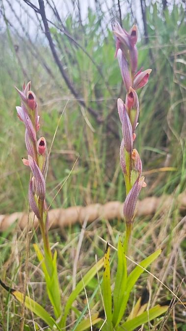 Serapias parviflora  - Alain Bultez