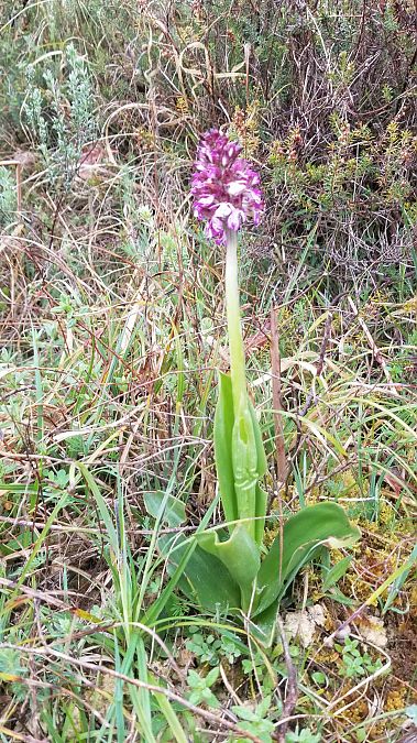 Orchis purpurea  - Pascal Maire