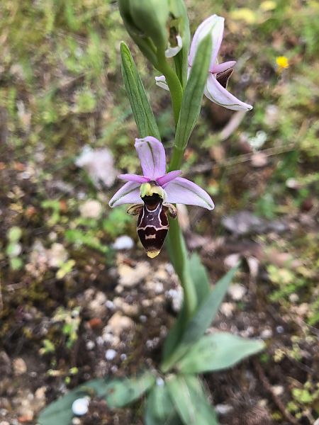 Ophrys scolopax  - Annick Larbouillat