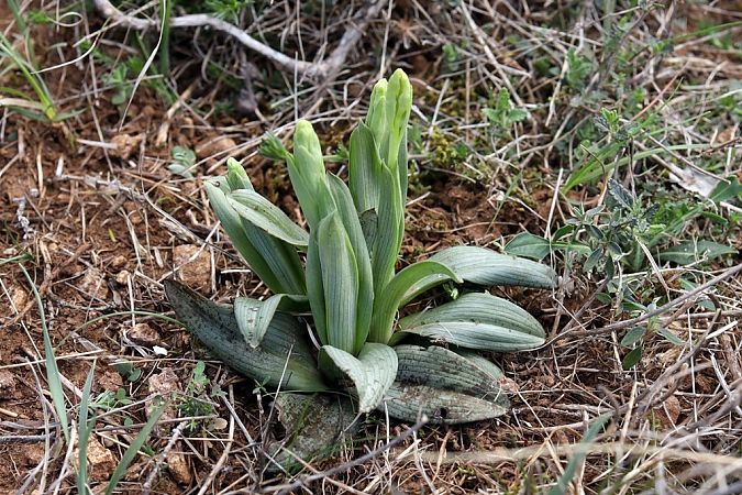 Ophrys aymoninii  - Ghislain Constans
