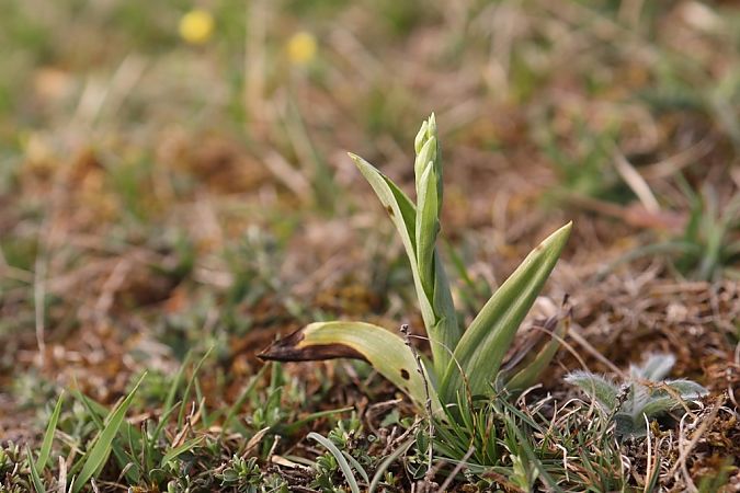 Ophrys aymoninii  - Ghislain Constans