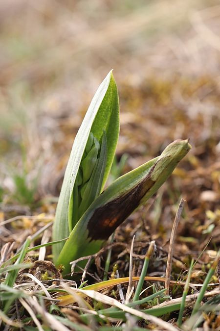 Ophrys aymoninii  - Ghislain Constans