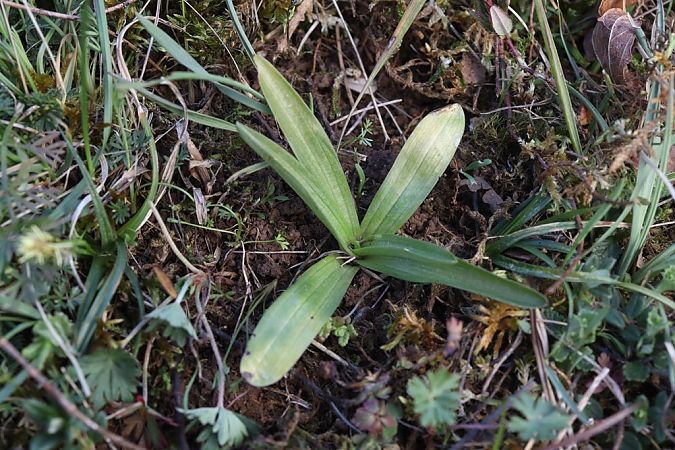 Anacamptis coriophora  - Ghislain Constans