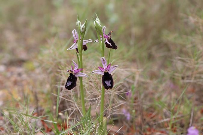 Ophrys aurelia  - Ghislain Constans