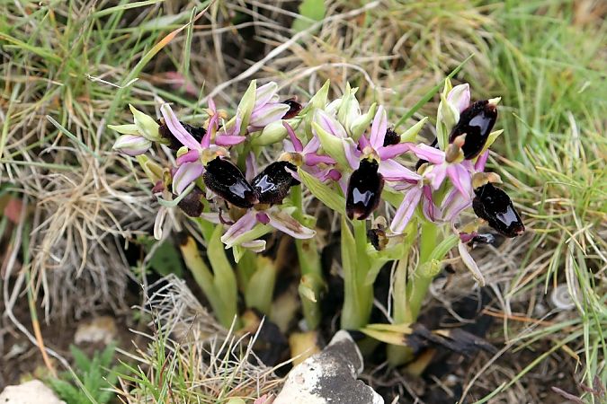 Ophrys aurelia  - Ghislain Constans