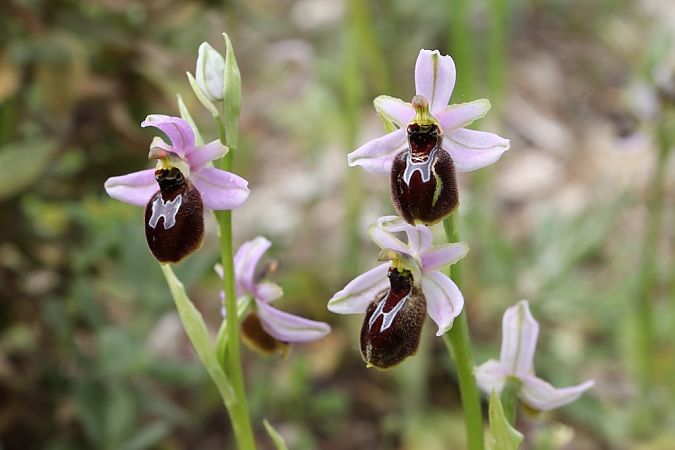 Ophrys splendida  - Ghislain Constans