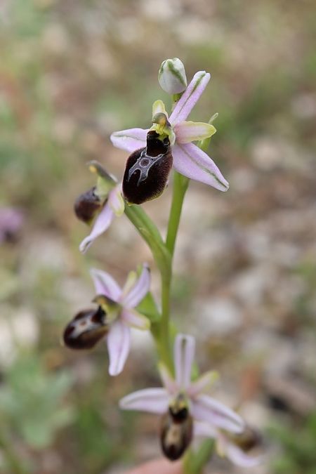 Ophrys splendida  - Ghislain Constans