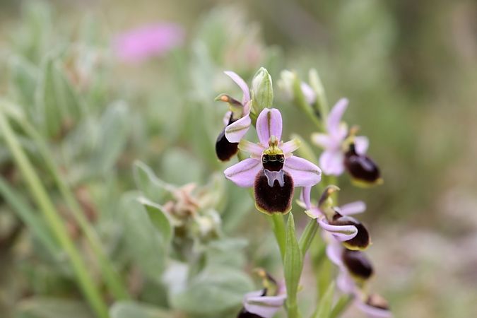 Ophrys splendida  - Ghislain Constans