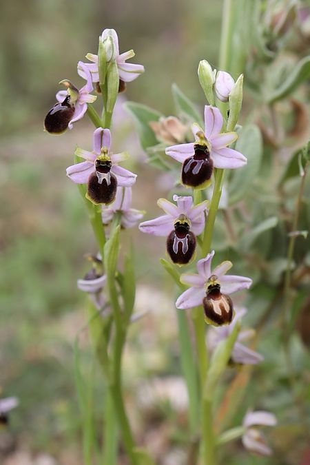 Ophrys splendida  - Ghislain Constans