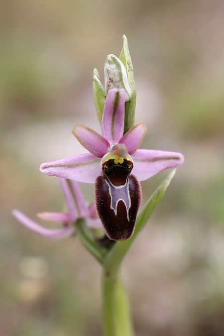 Ophrys splendida  - Ghislain Constans
