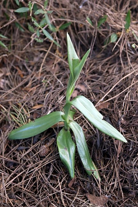 Ophrys incubacea  - Ghislain Constans