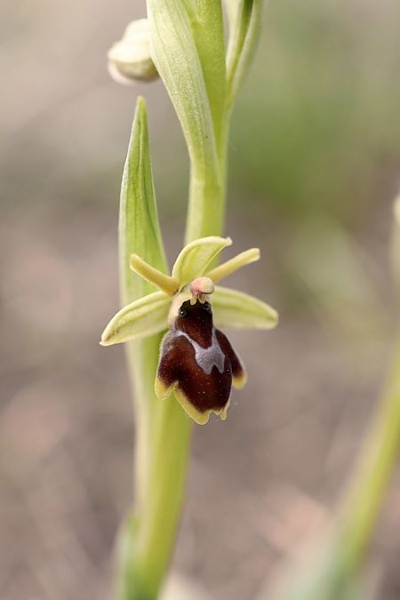 Ophrys aymoninii  - Ghislain Constans