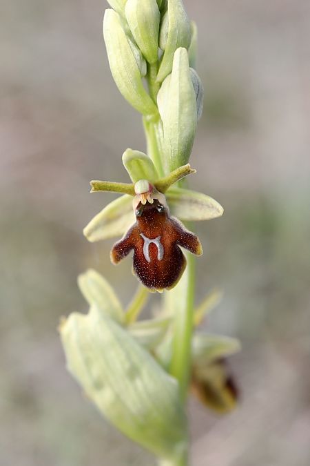 Ophrys aymoninii  - Ghislain Constans