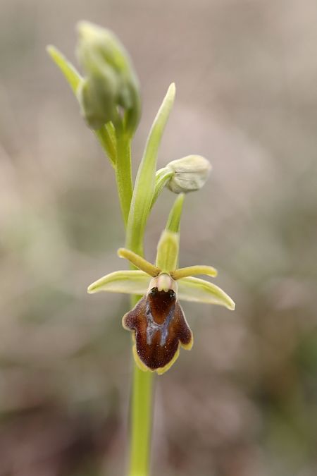 Ophrys aymoninii  - Ghislain Constans