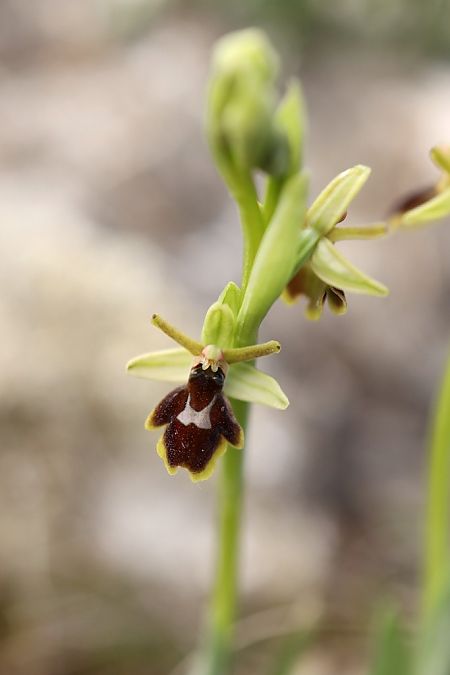 Ophrys aymoninii  - Ghislain Constans