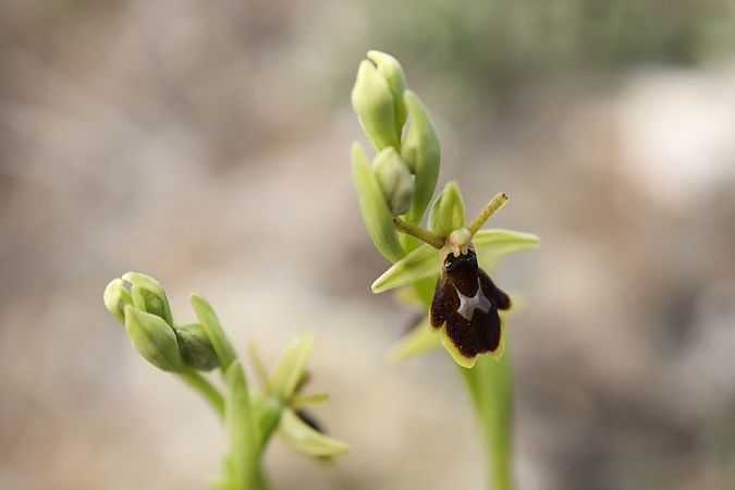 Ophrys aymoninii  - Ghislain Constans