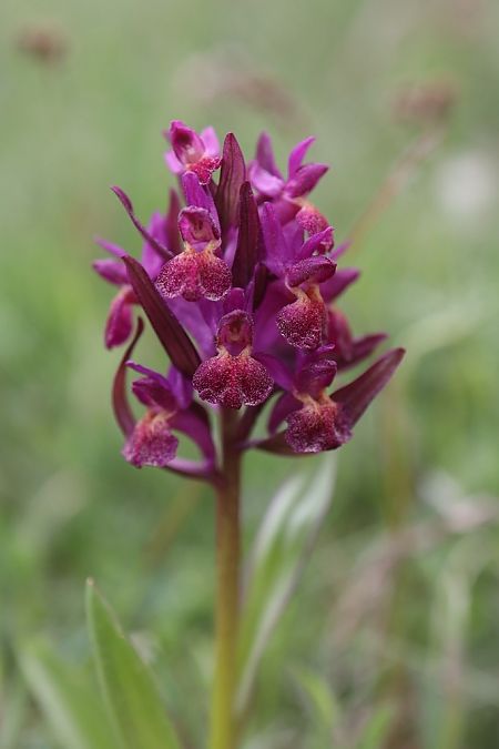 Dactylorhiza sambucina f. zimmermanii  - Ghislain Constans