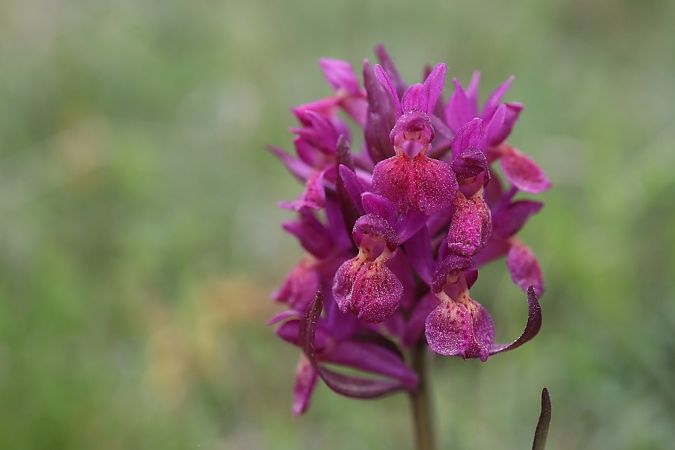 Dactylorhiza sambucina f. zimmermanii  - Ghislain Constans