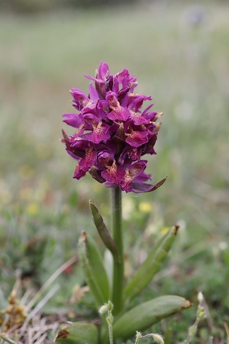 Dactylorhiza sambucina f. zimmermanii  - Ghislain Constans