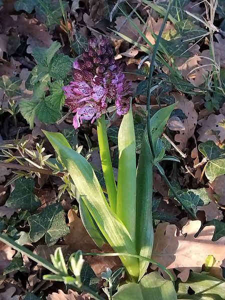Orchis purpurea  - Robert Weimer