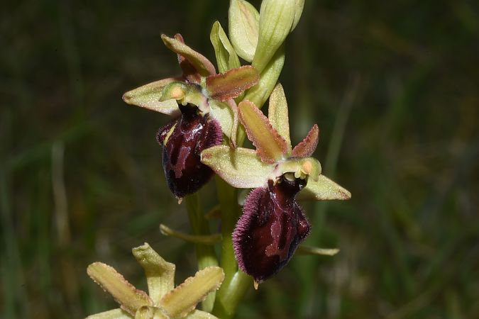 Ophrys occidentalis  - Jean-Christophe Blanchard