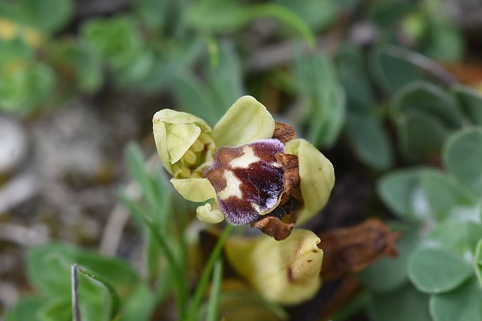 Ophrys vasconica  - Jean-Christophe Blanchard