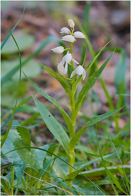 Cephalanthera longifolia  - Aline et François-Marie Zwank