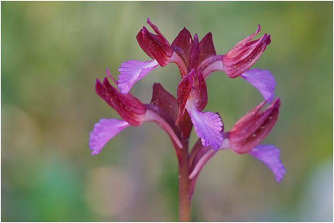 Anacamptis papilionacea  - Aline et François-Marie Zwank