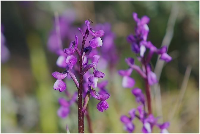Anacamptis champagneuxii  - Aline et François-Marie Zwank