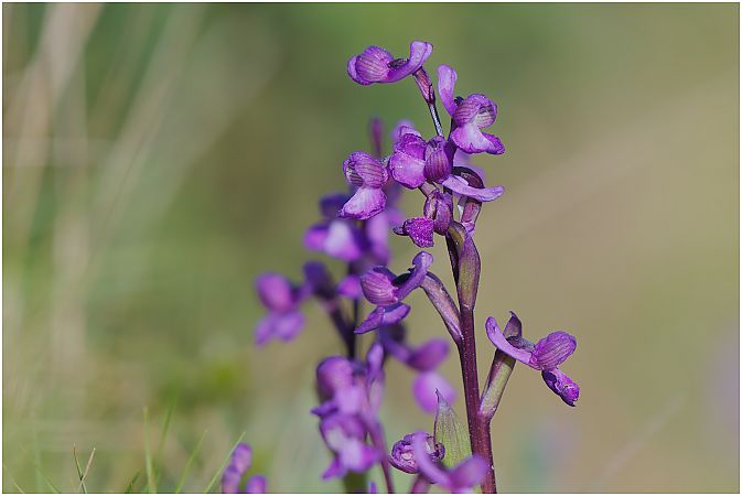 Anacamptis champagneuxii  - Aline et François-Marie Zwank