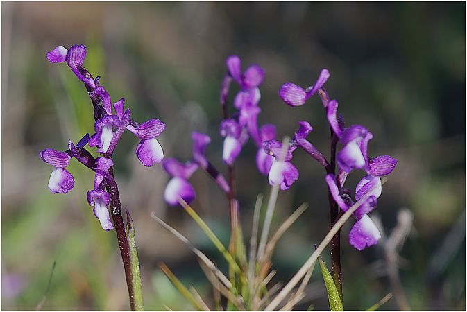 Anacamptis champagneuxii  - Aline et François-Marie Zwank