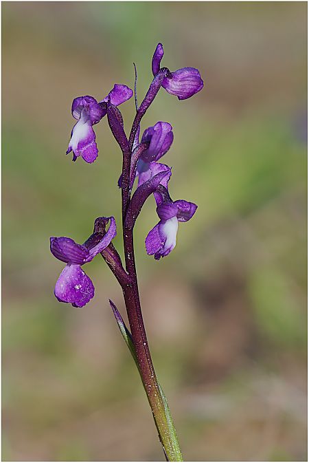 Anacamptis champagneuxii  - Aline et François-Marie Zwank