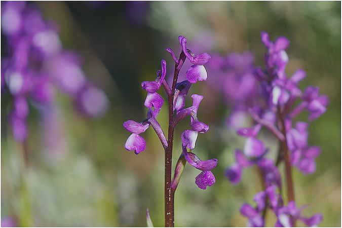 Anacamptis champagneuxii  - Aline et François-Marie Zwank