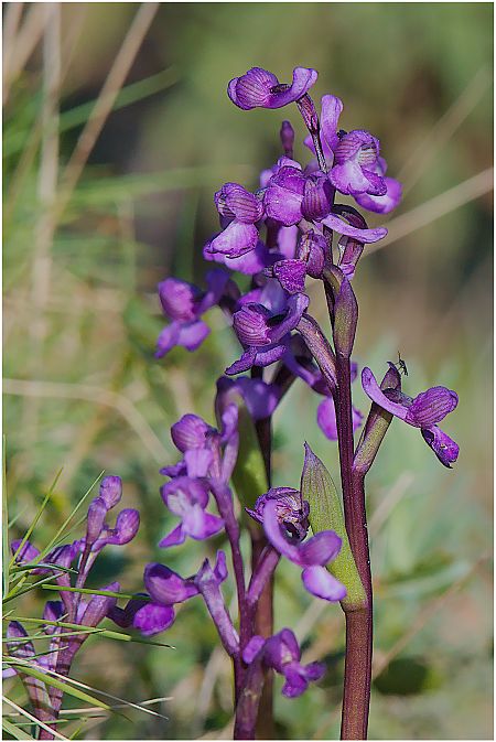 Anacamptis champagneuxii  - Aline et François-Marie Zwank