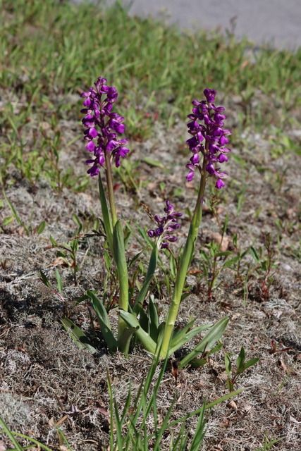 Anacamptis morio  - Dominique Jourdan