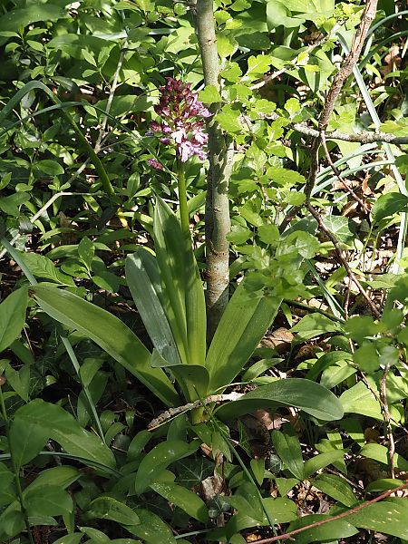 Orchis purpurea  - Jacques Valiergue