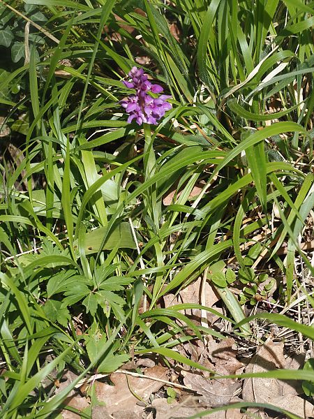 Orchis mascula  - Jacques Valiergue