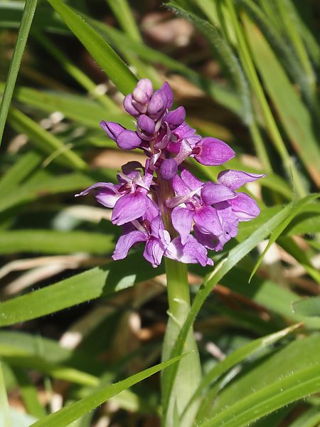 Orchis mascula  - Jacques Valiergue