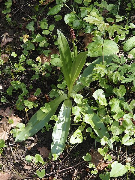 Orchis purpurea  - Jacques Valiergue