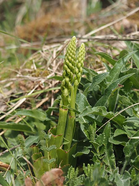 Orchis anthropophora  - Jacques Valiergue
