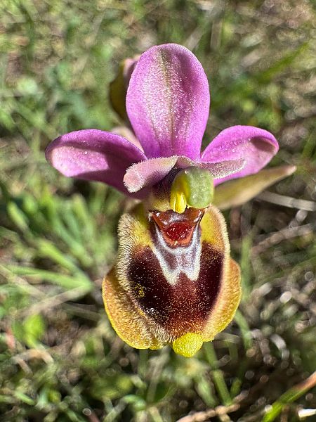 Ophrys tenthredinifera subsp. aprilia  - Nadine Duche