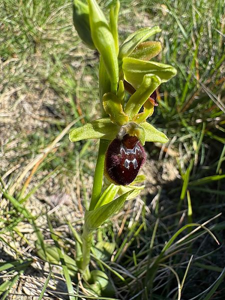 Ophrys aranifera  - Nadine Duche