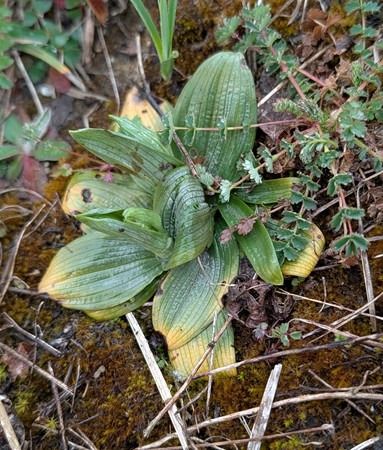 Ophrys aranifera  - Jacques Gilardin