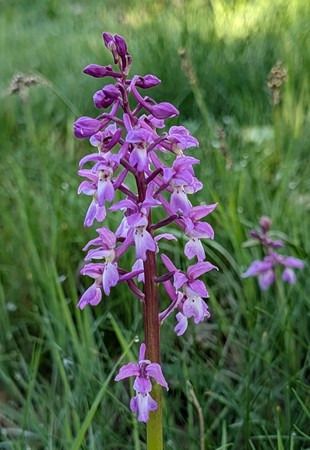 Orchis mascula  - Jacques Gilardin