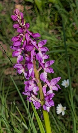 Orchis mascula  - Jacques Gilardin