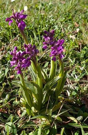 Anacamptis morio  - Jacques Gilardin